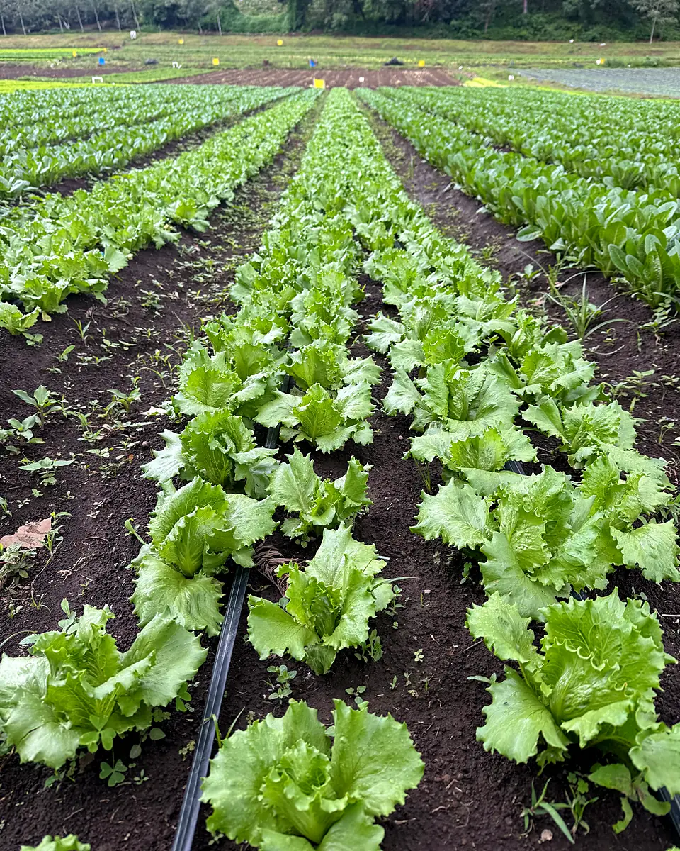 Cultivo de lechuga con riego por goteo