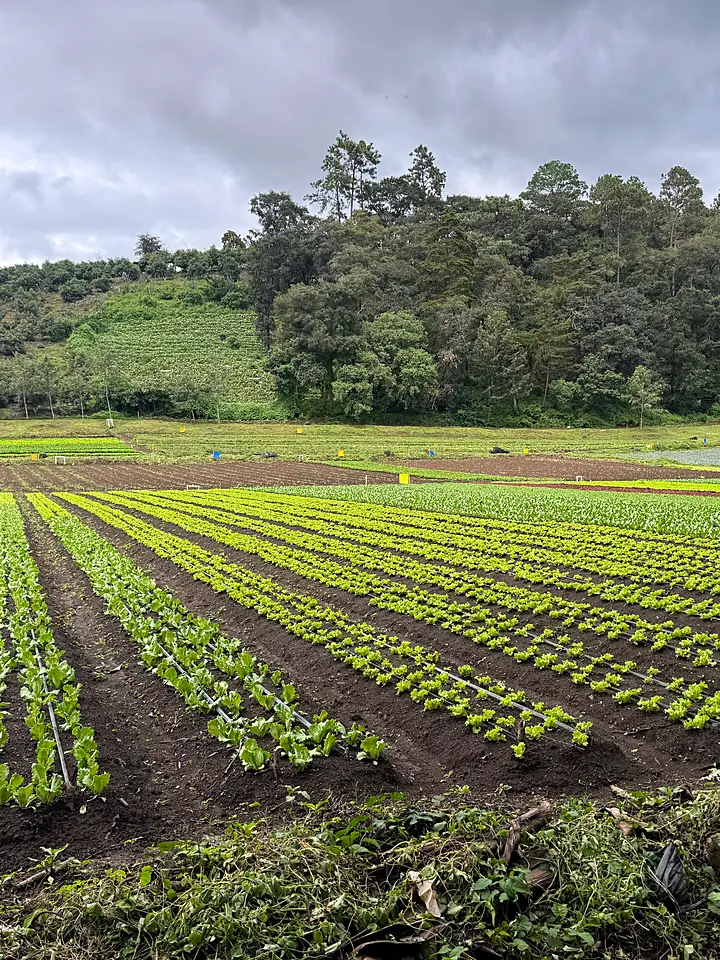 Campo de lechuga con riego por goteo, junto al bosque
